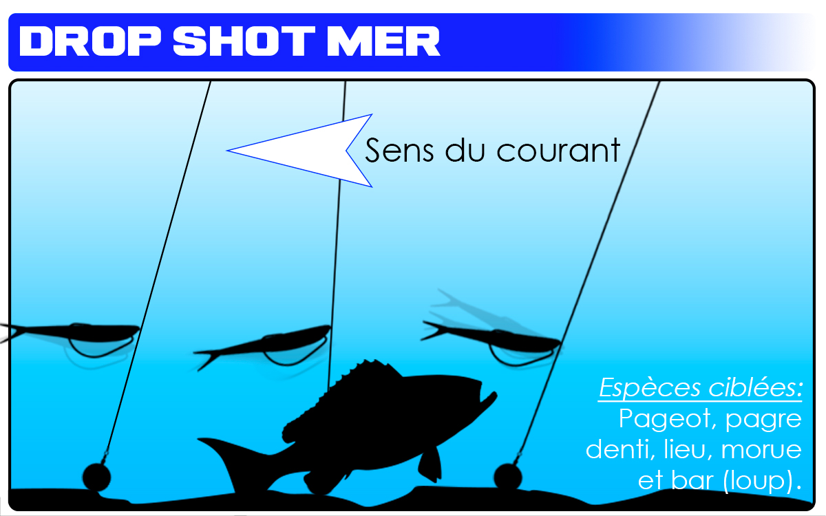 Drop shot : Tout savoir sur la pêche au drop shot - Le Blog de Rodmaps